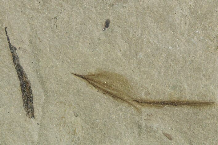 Detailed Fossil Feather - Green River Formation, Utah #356572